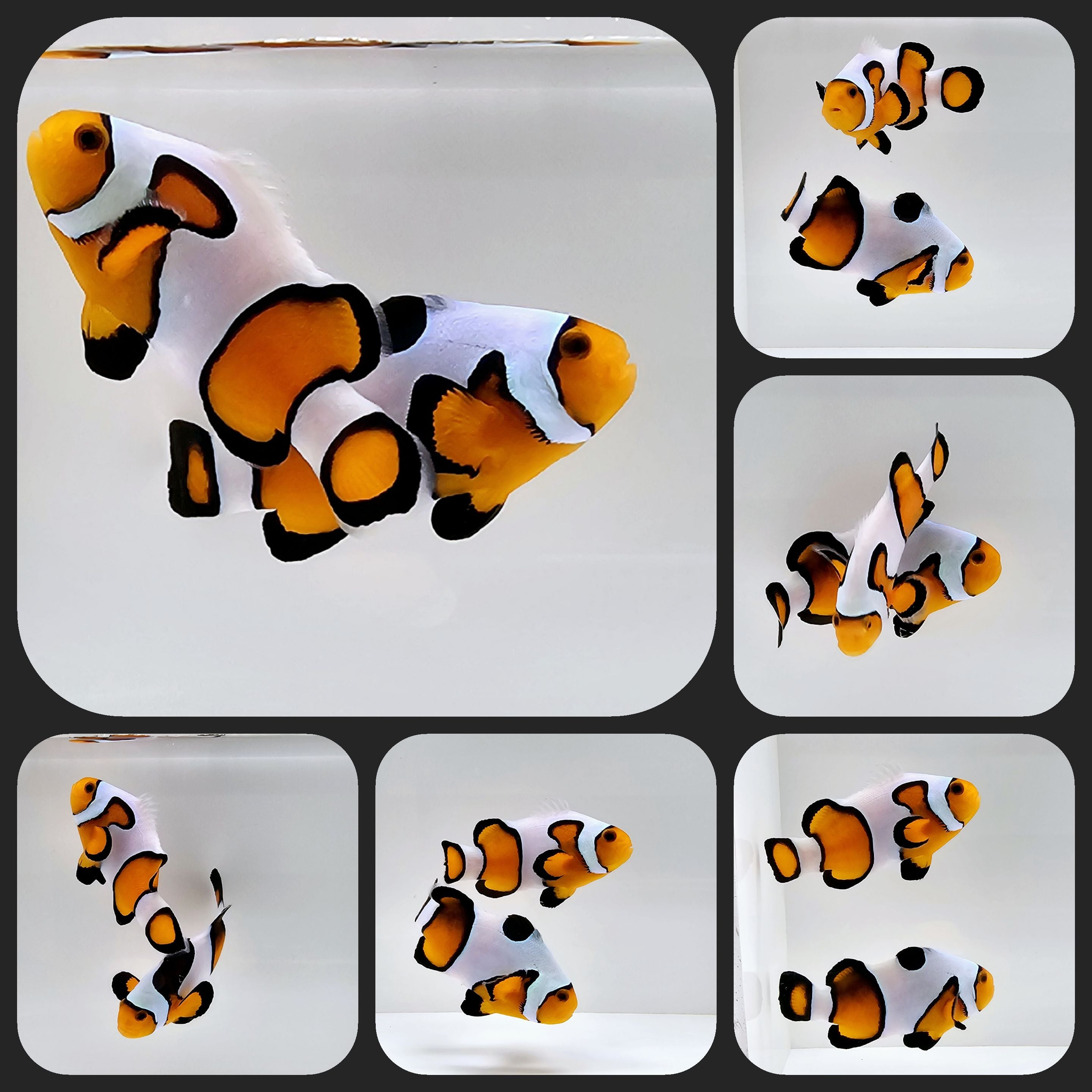 Clownfish Bonded Pair Fancy White/Gladiator/DaVinci – www.coralreeftn.com