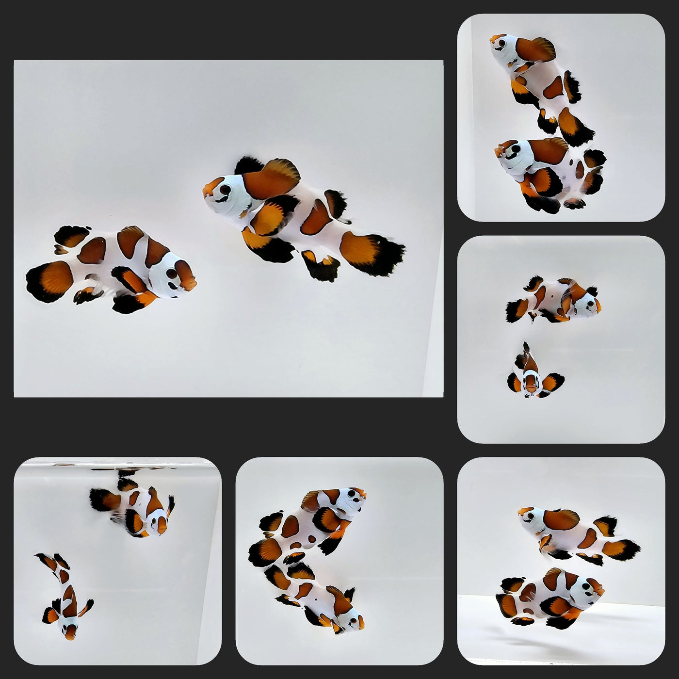 Clownfish Bonded Pair Mocha Storm Roundtail Longfin – www.coralreeftn.com