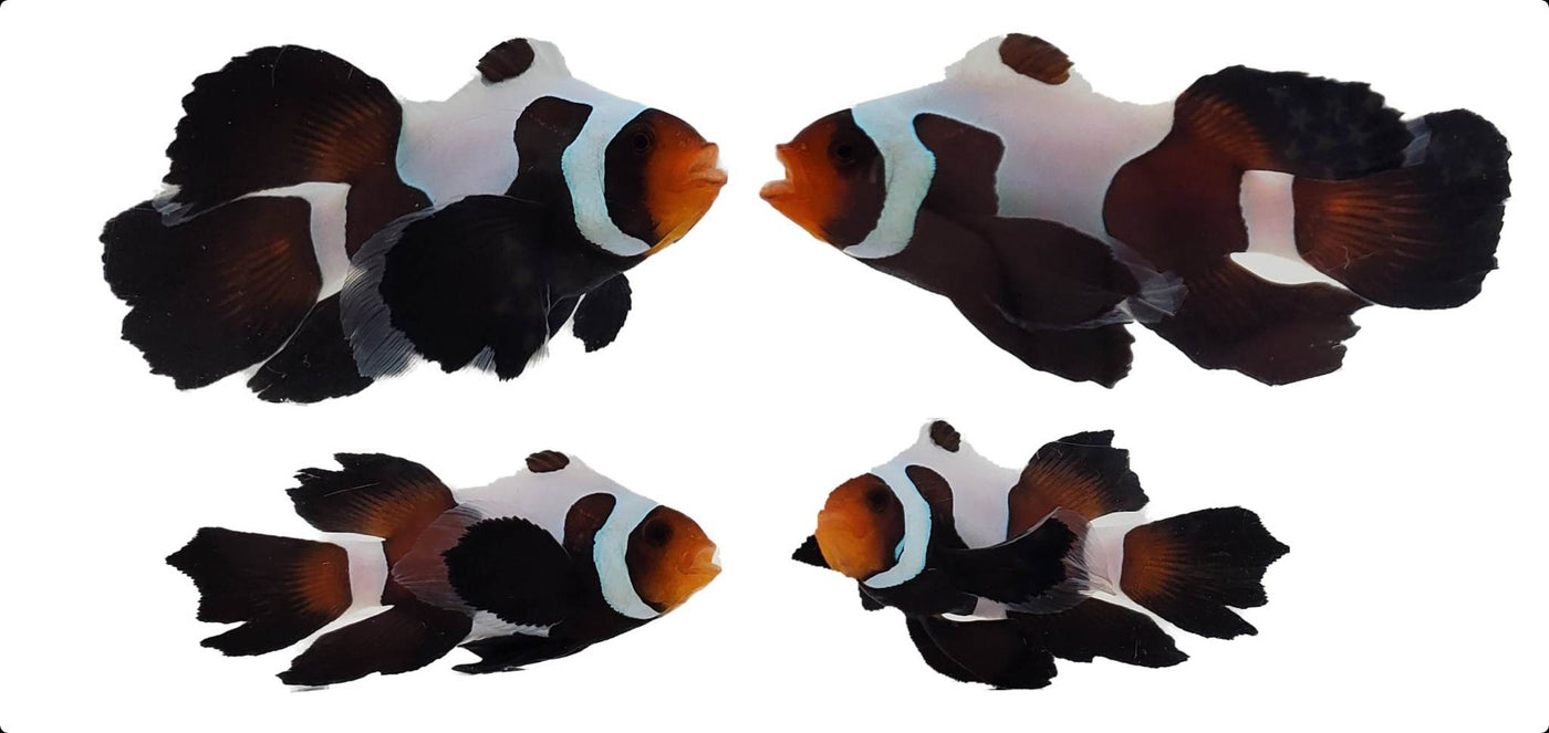 Clownfish Bonded Pair MochaVinci Roundtail Longfin