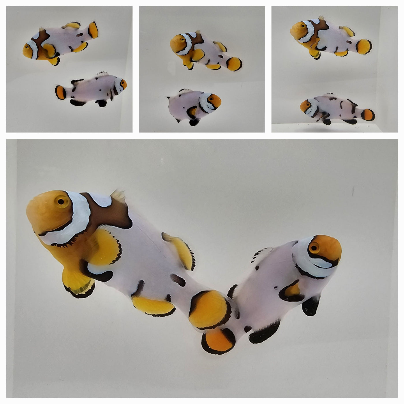 Clownfish Bonded Pair Nebula Picasso – www.coralreeftn.com