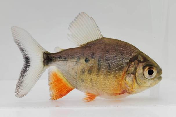 Red Belly Pacu – www.coralreeftn.com