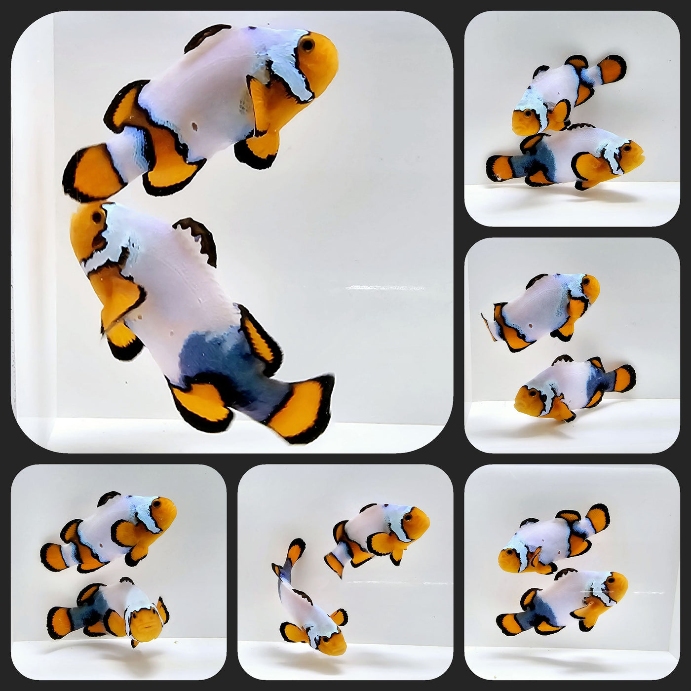 Clownfish Bonded Pair Snowflake Special Super Blue – www.coralreeftn.com