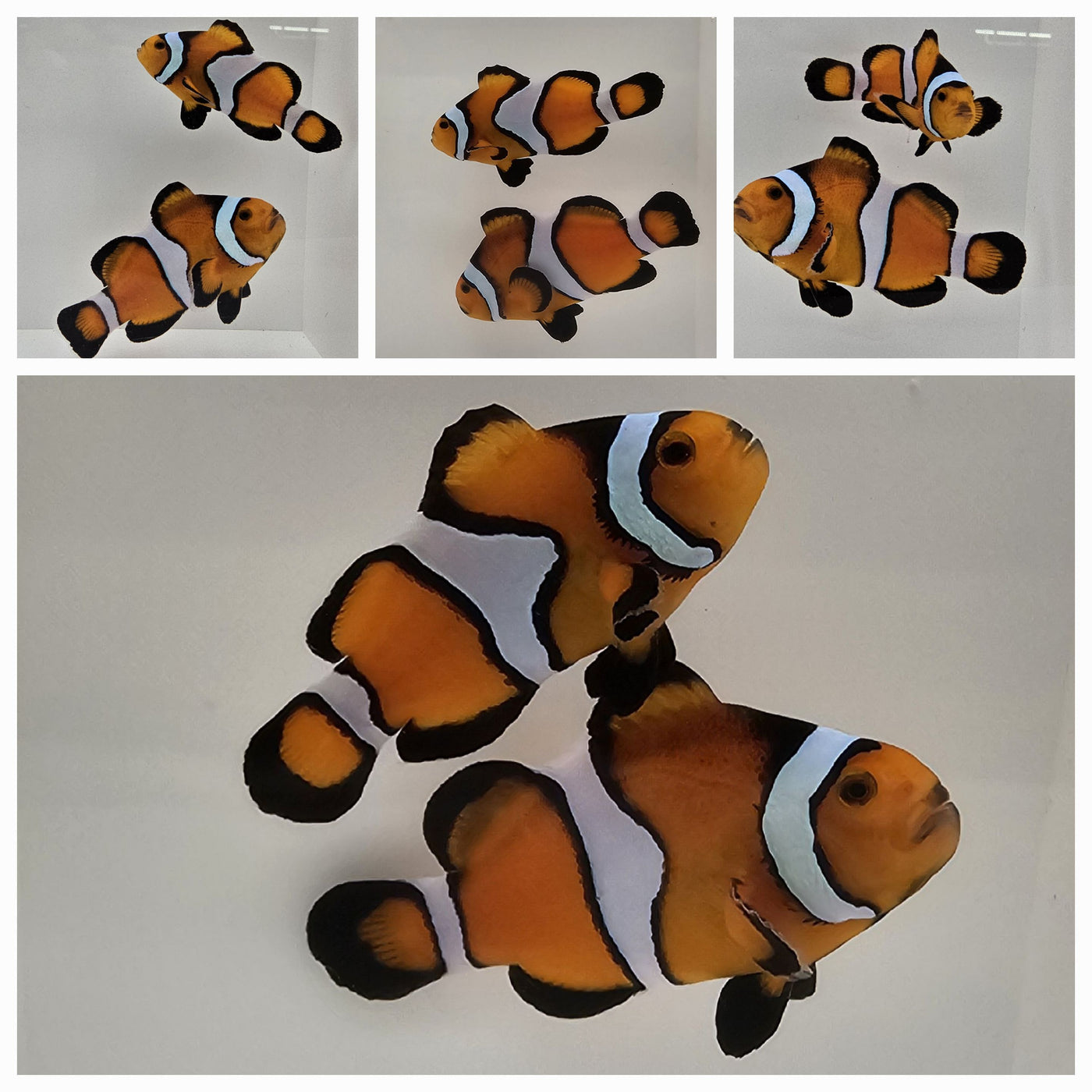 Clownfish Bonded Pair Super Fancy – www.coralreeftn.com