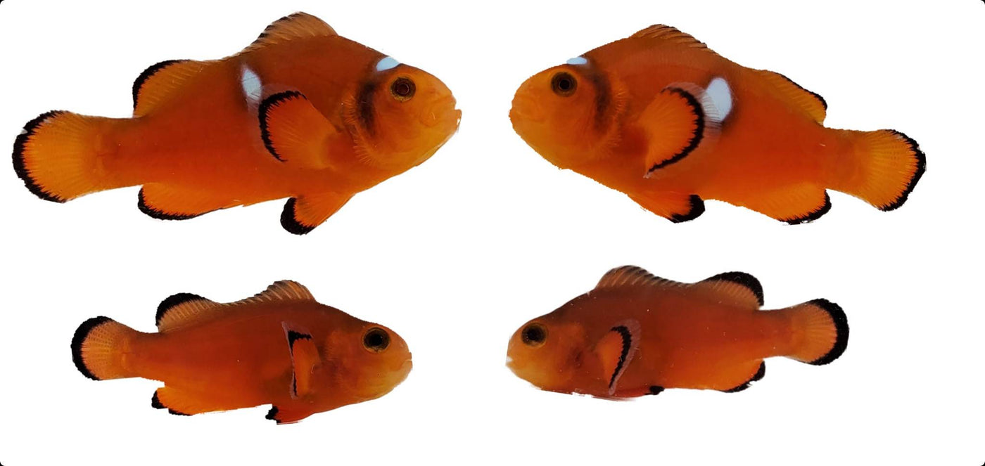 Clownfish Bonded Pair Tiger Clown