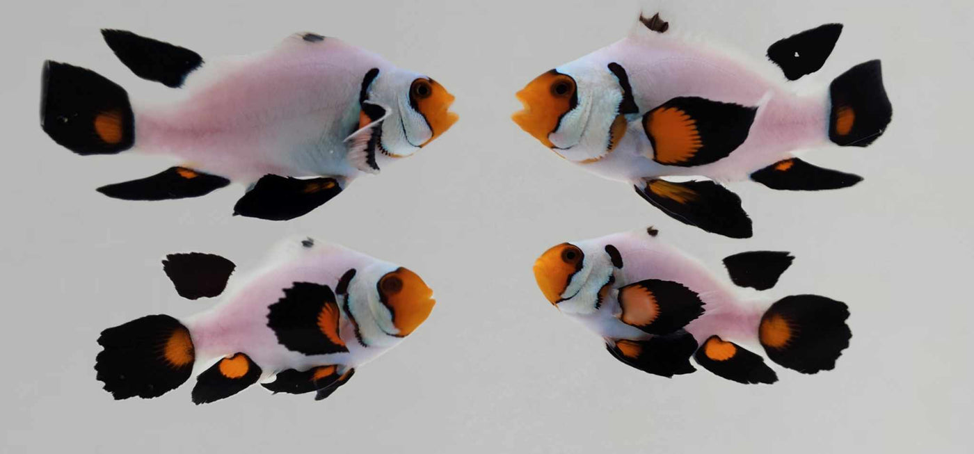 Clownfish Bonded Pair Wyoming White Roundtail Longfin